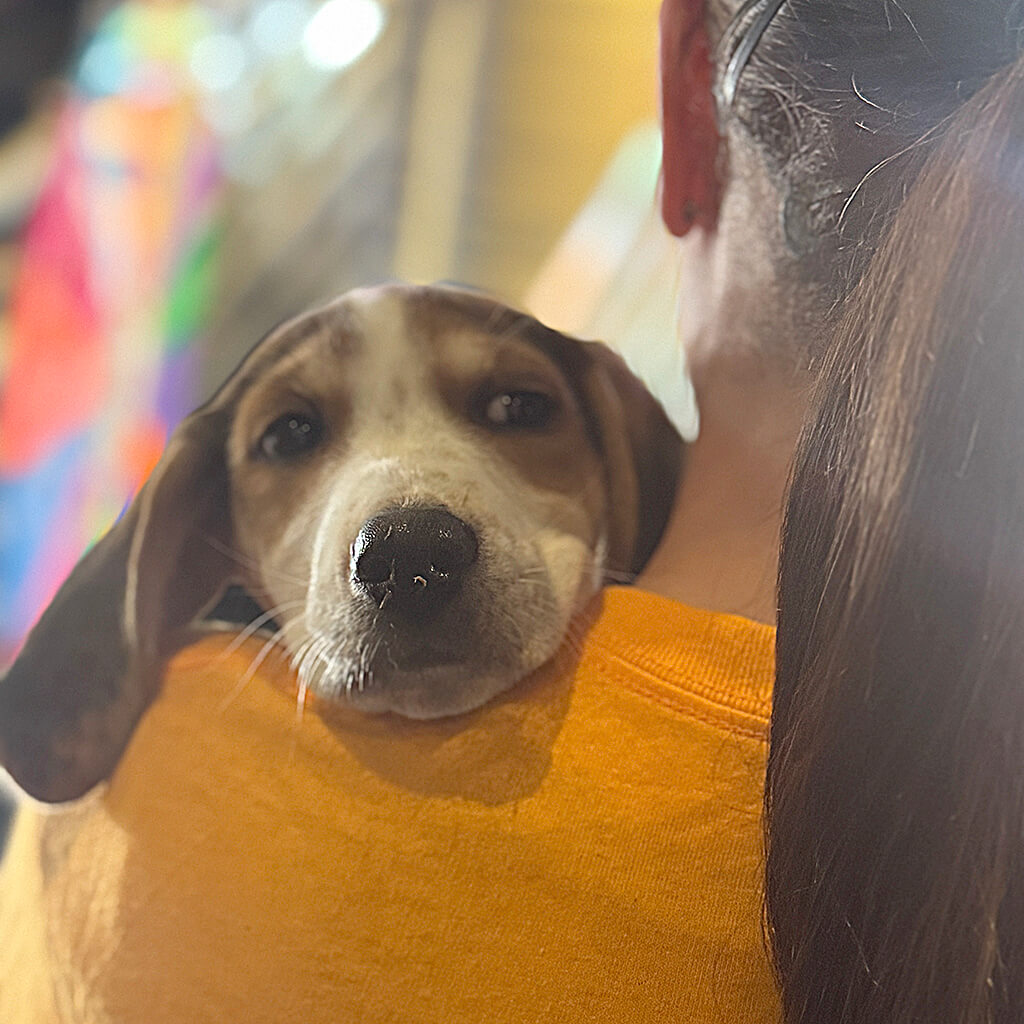 The beagle puppy cuddling up at Big ugly brewery and photoshoot