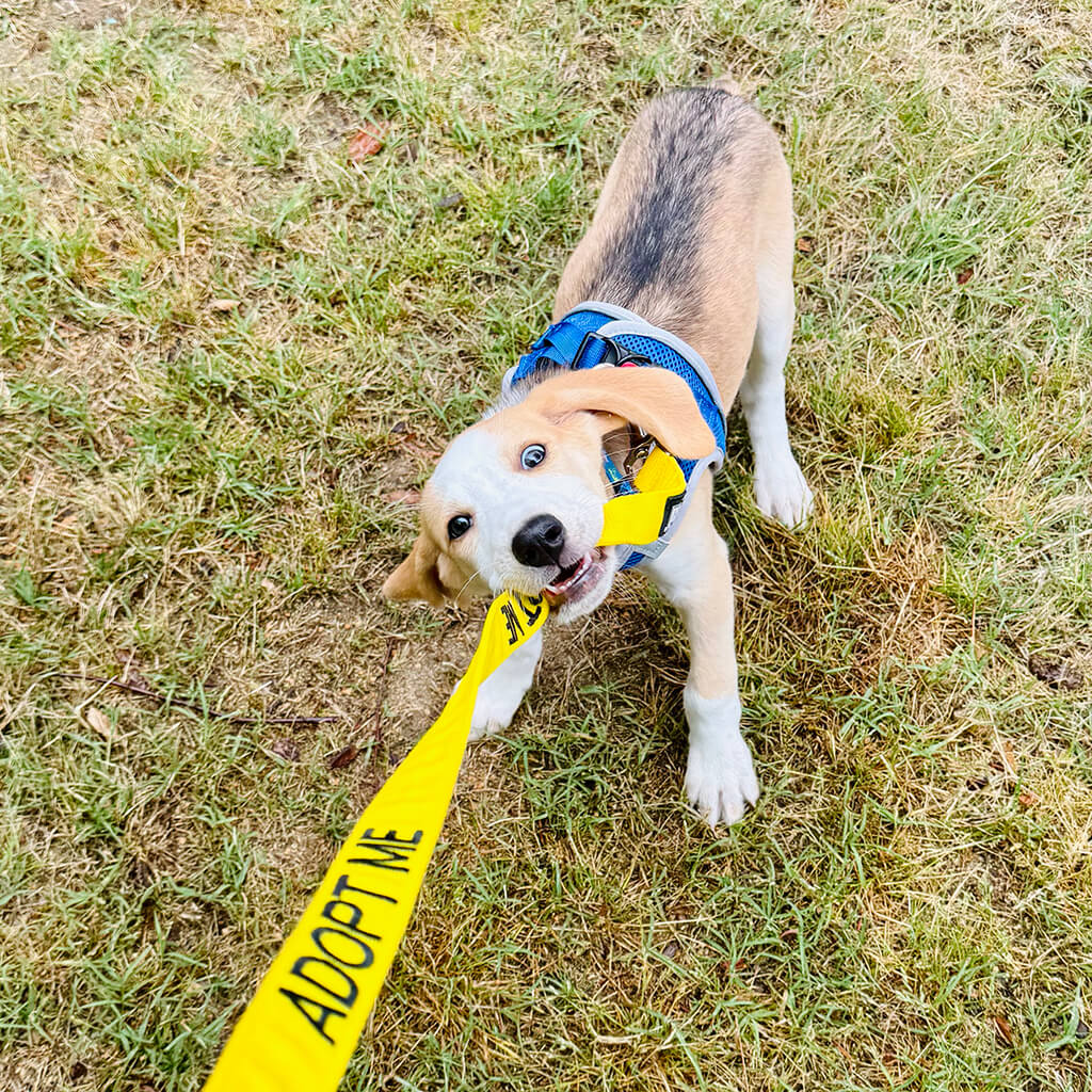 The beagle puppy playing with the leash at Big ugly brewery and photoshoot