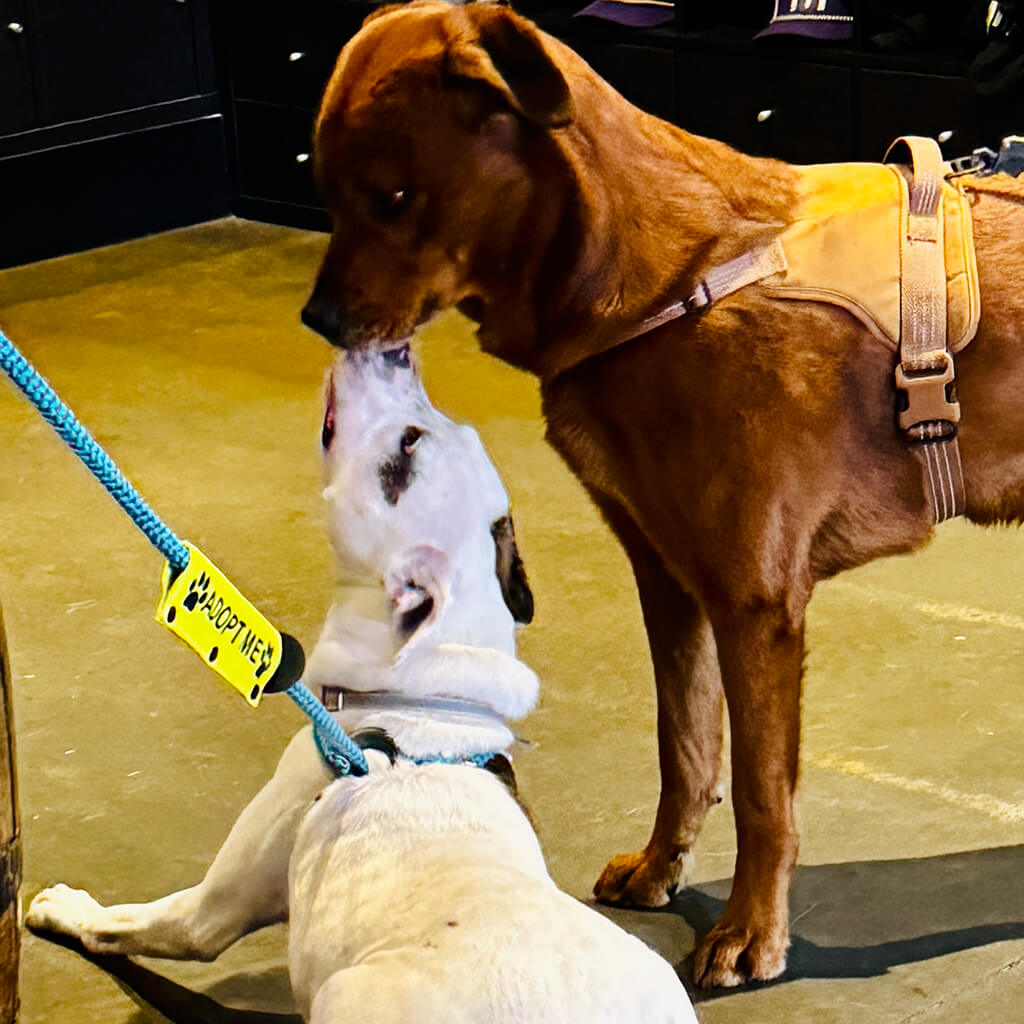 A visiting brown dog sniffing the white dog at Big ugly brewery and photoshoot