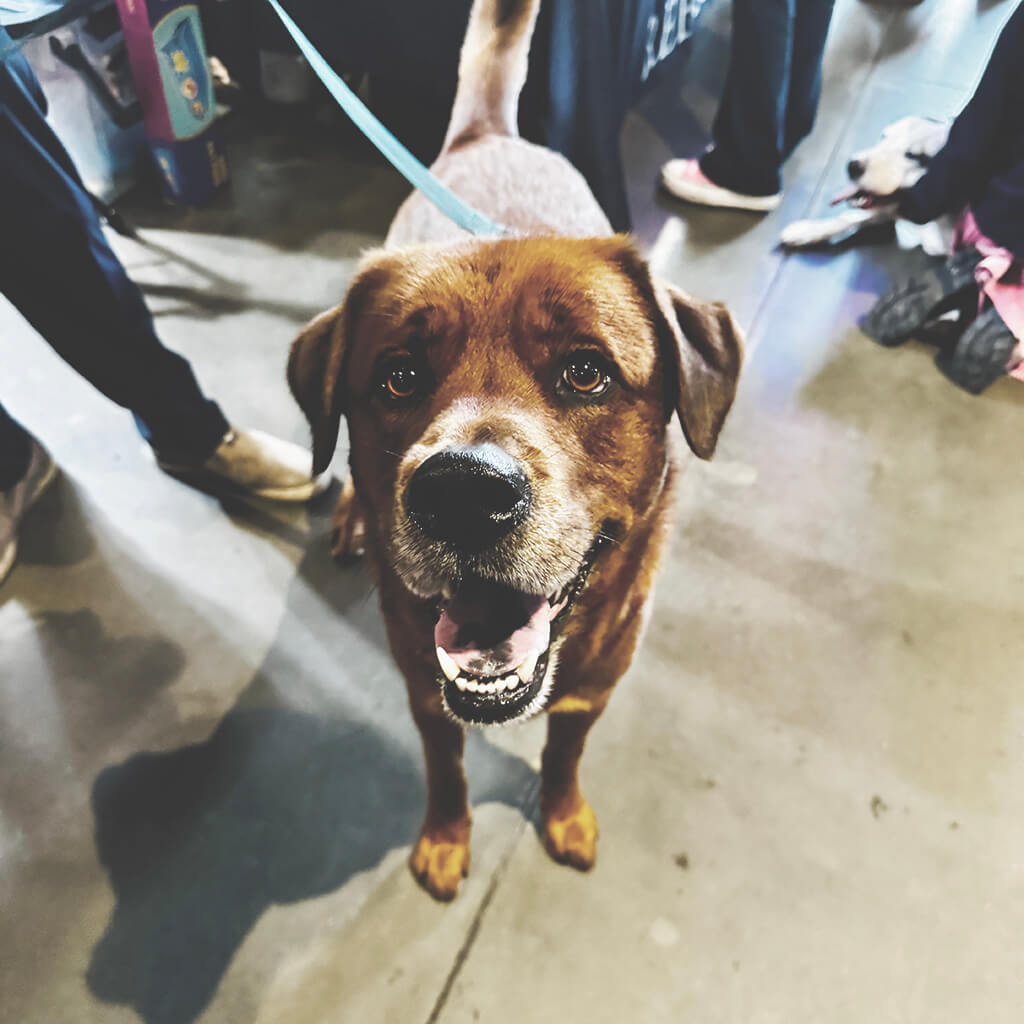 A visiting brown dog at Big ugly brewery and photoshoot