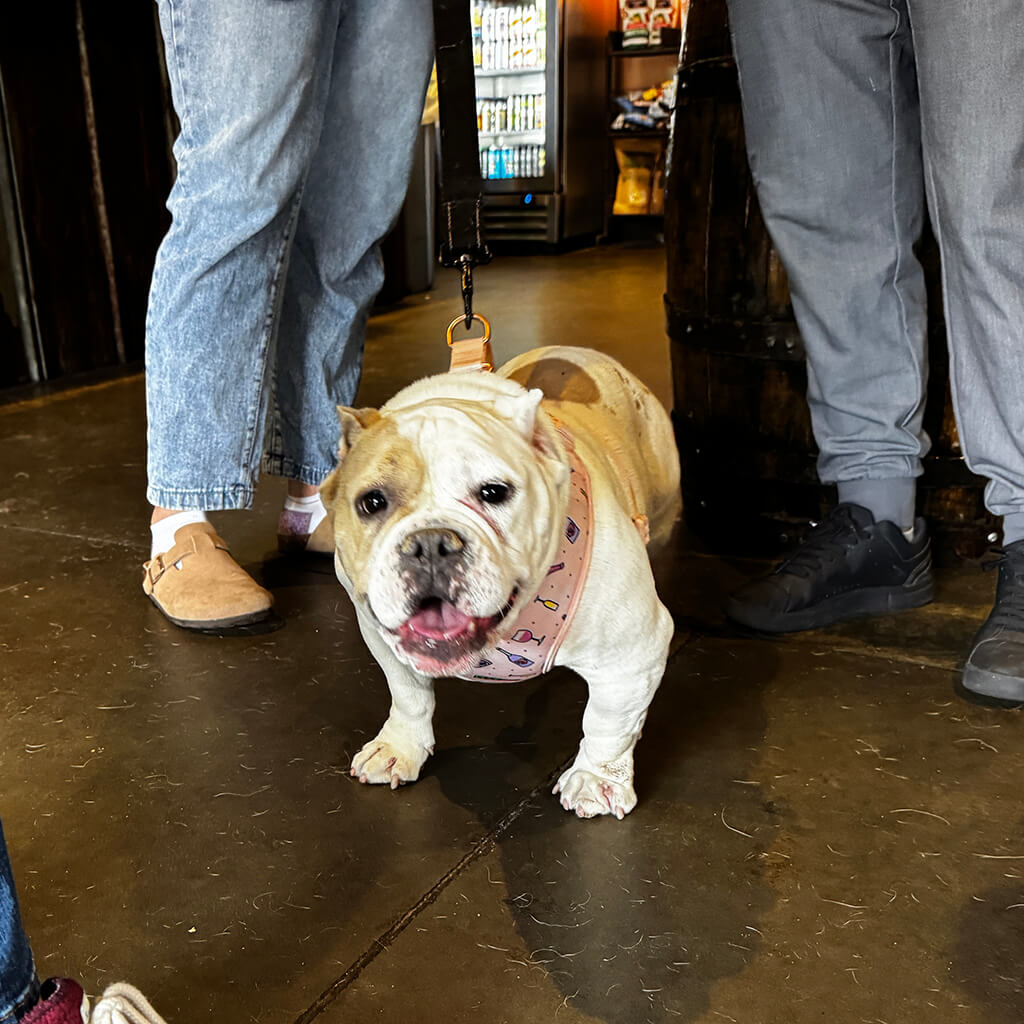 Meagans dog at Big ugly brewery and photoshoot