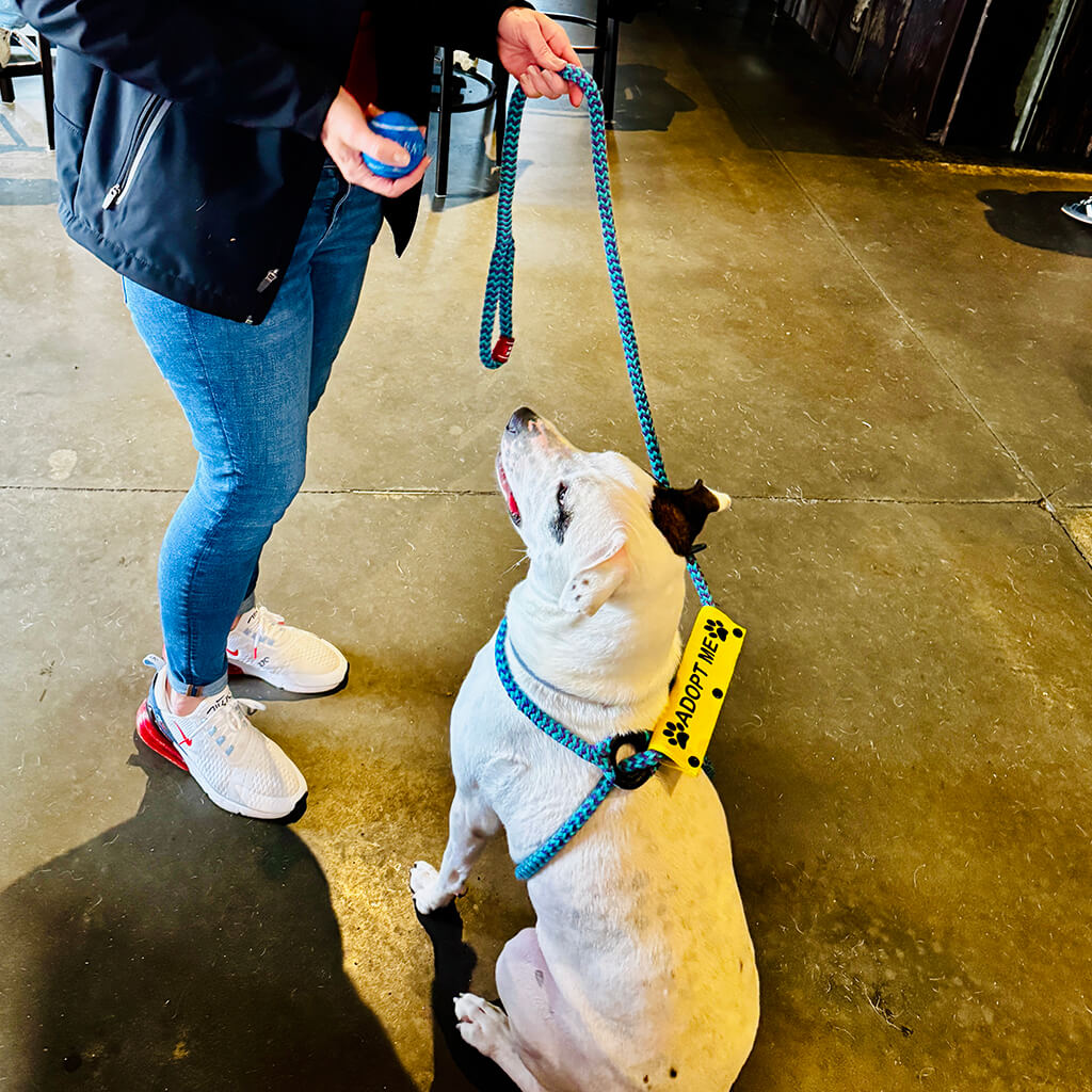 White dog begging for blue ball at Big ugly brewery and photoshoot