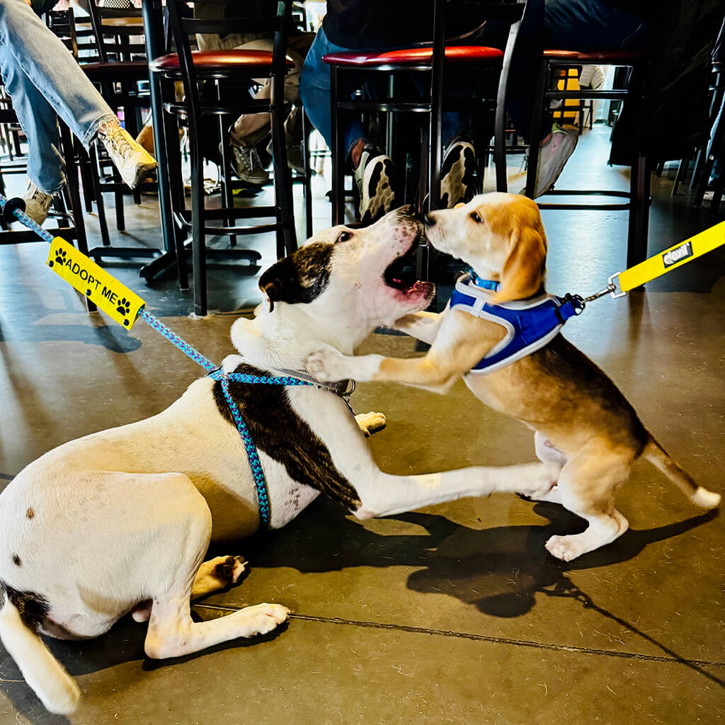 Big ugly brewery and photoshoot with Lexi and beagle pup.