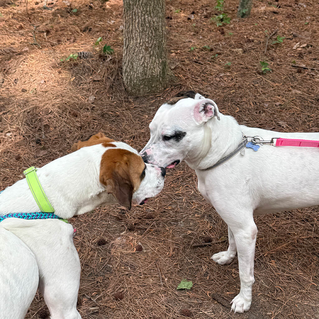 May 8th Road Trip with the Coast Guard - Adoptable dogs sniffing each others faces
