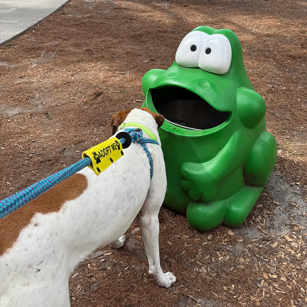 May 8th Road Trip with the Coast Guard - Adoptable dog visiting the green frog