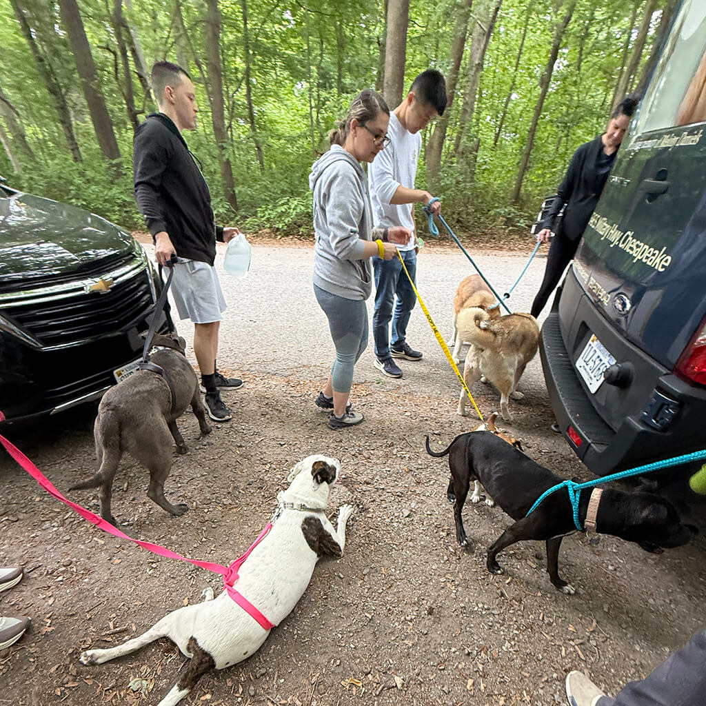 May 8th Road Trip with the Coast Guard - all dogs ready to go for a walk with their walkers