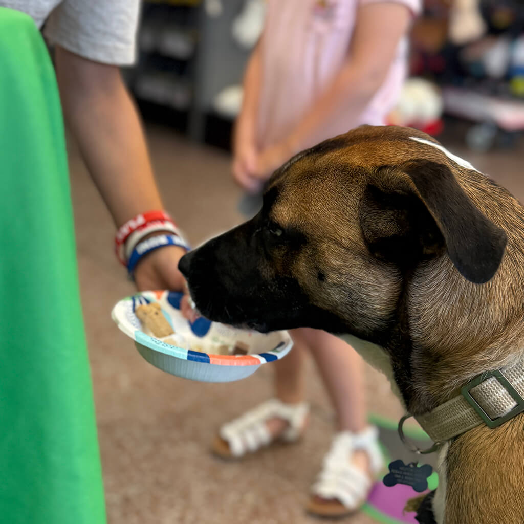 Dog licking a treat from a bowl