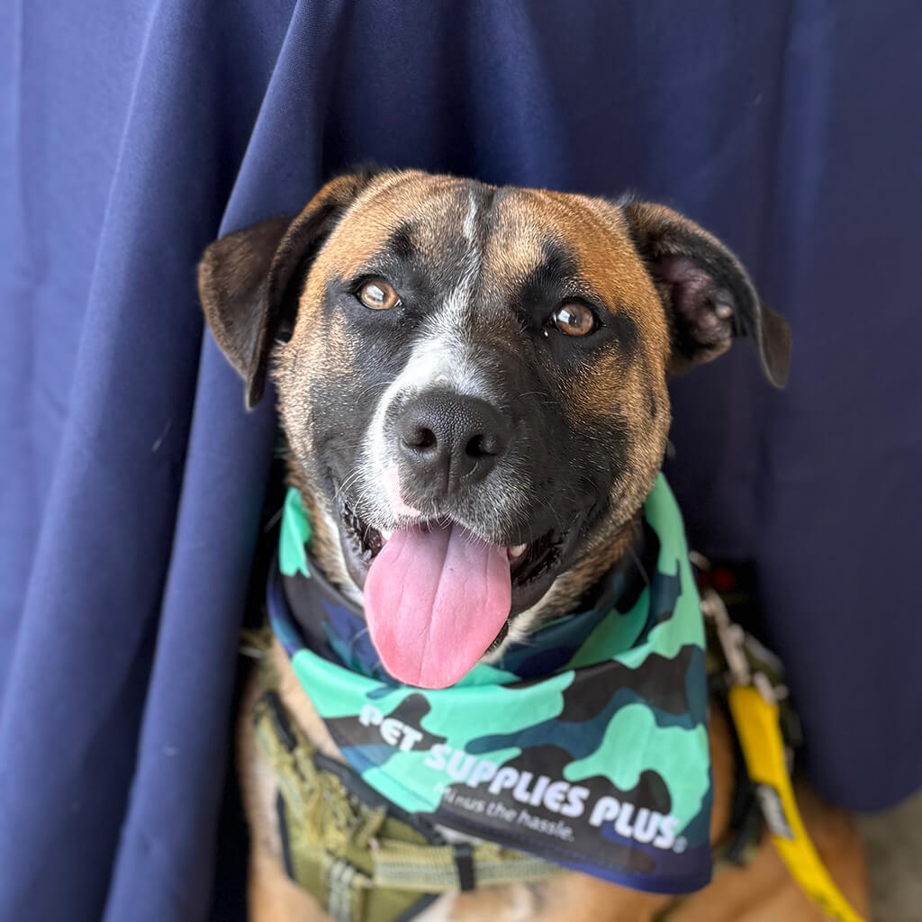 Happy dog posing for a photo in front of blue table wearing a Pet Supplies Plus bandana