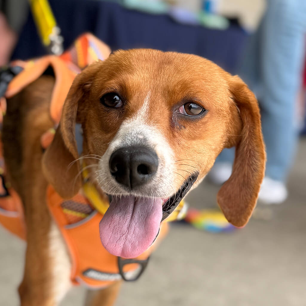 Hound posing for a photo