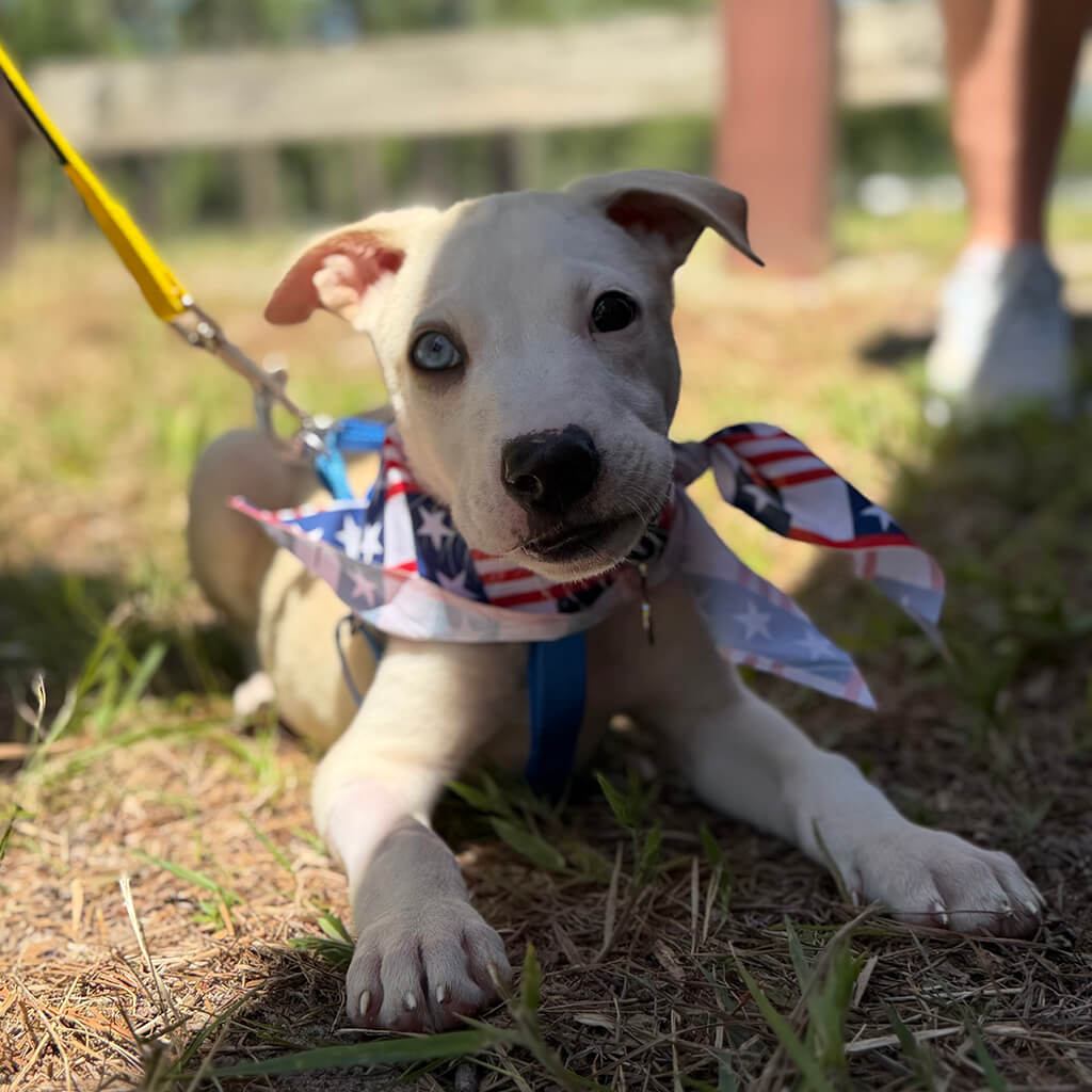 Cute puppy looks at the camera