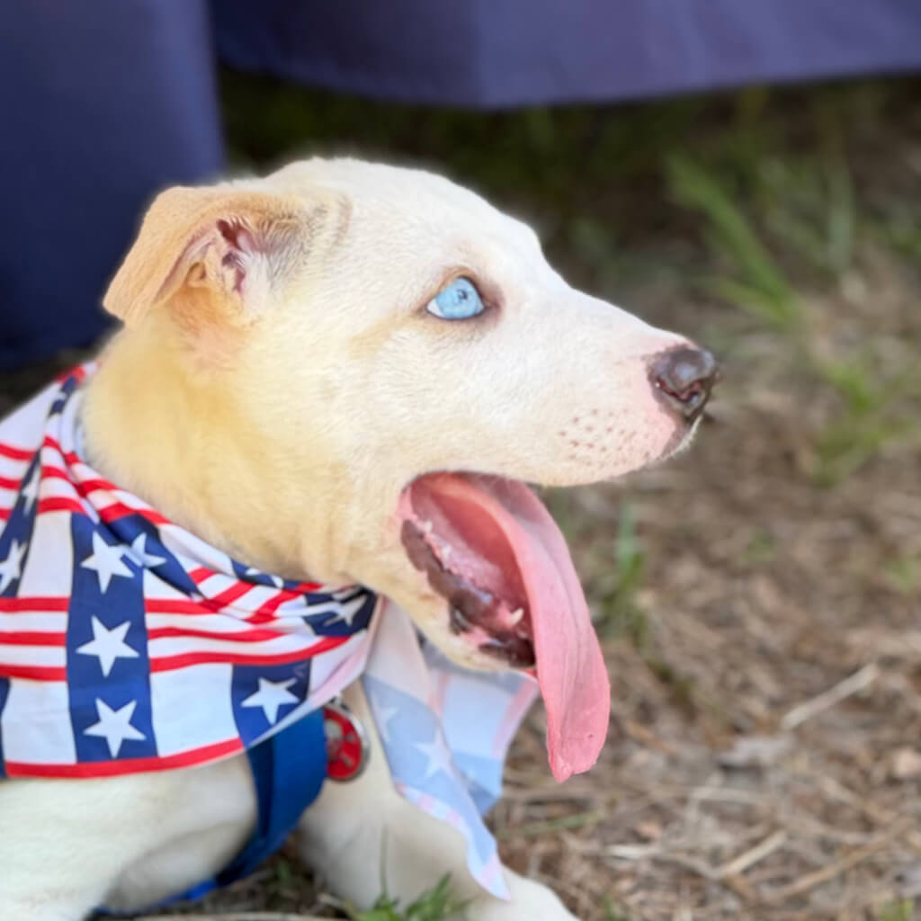 white dog with blue eyes is yawning