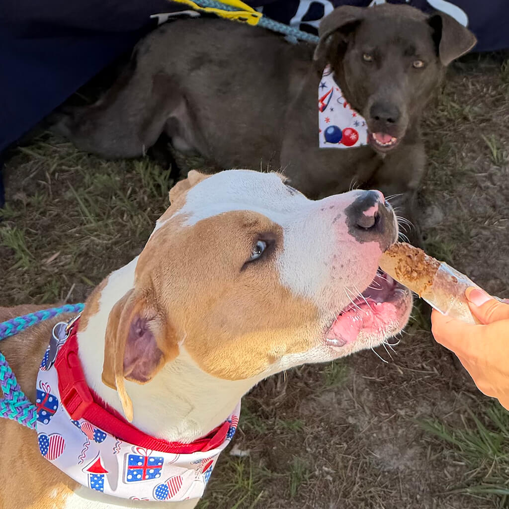 Brown and white dog is getting a treat