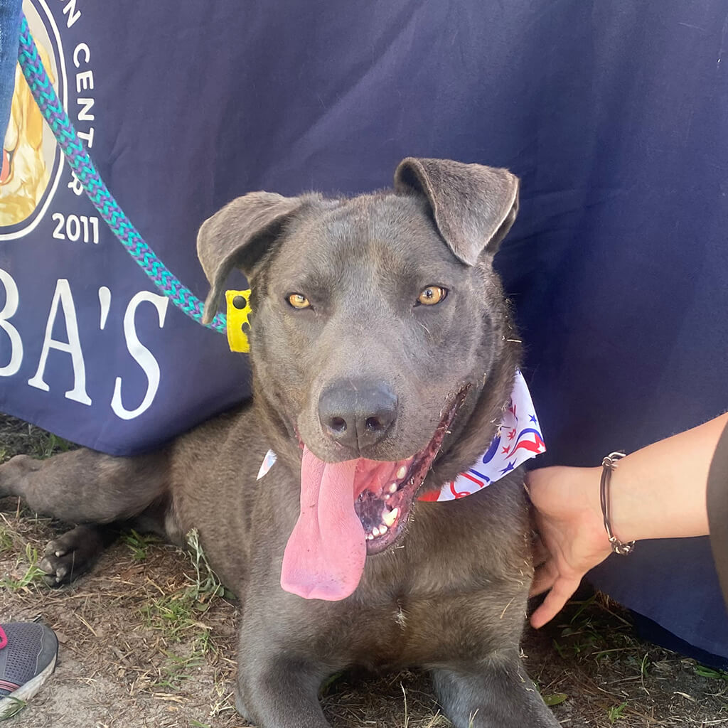 Grey dog sitting under table panting