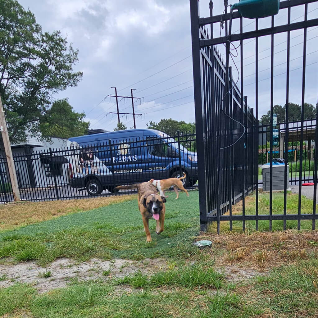 Two dogs checking out the new location.