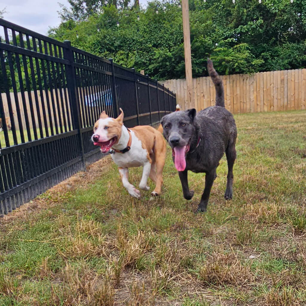 Two dogs running along the fence line.