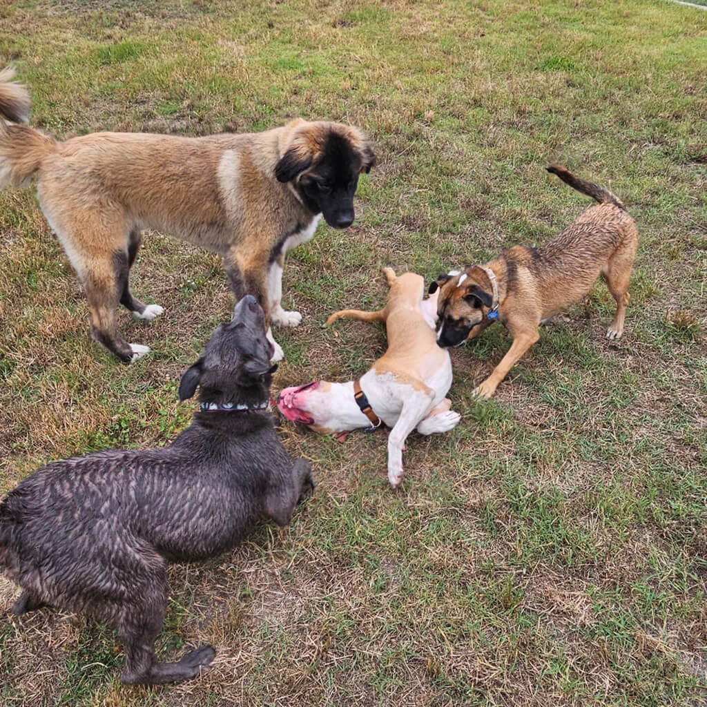 Four dogs playing together in the grass.