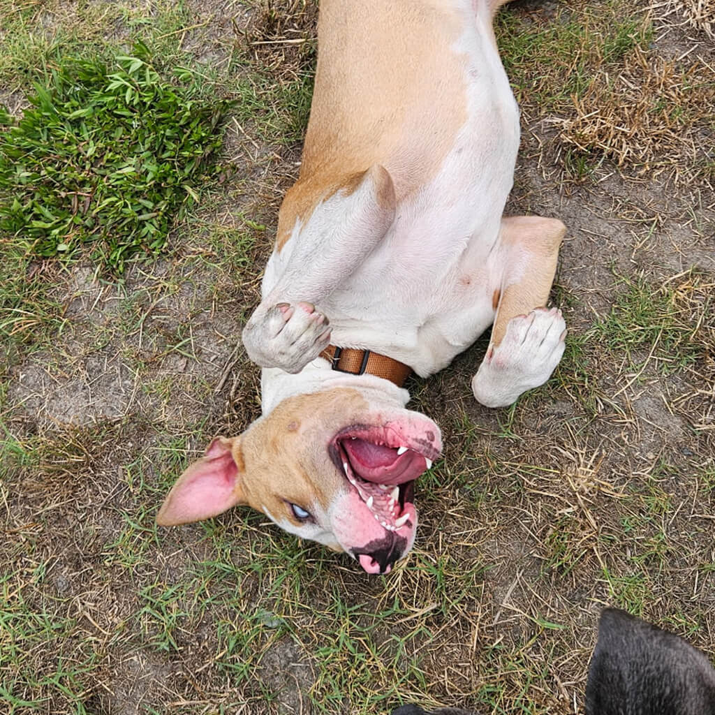 Brown and white dog with blue eyes is laying on his back playing.