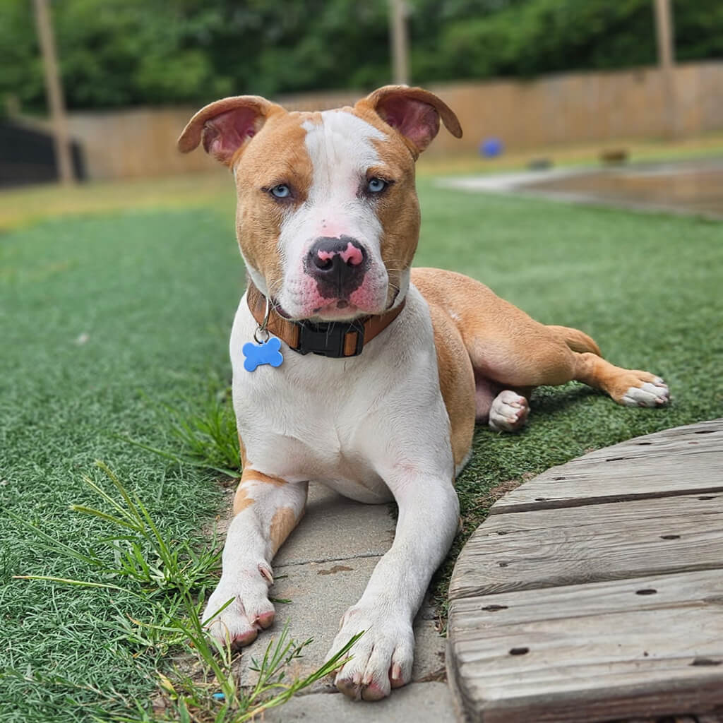 Brown and white dog with blue eyes is resting after playing chase.