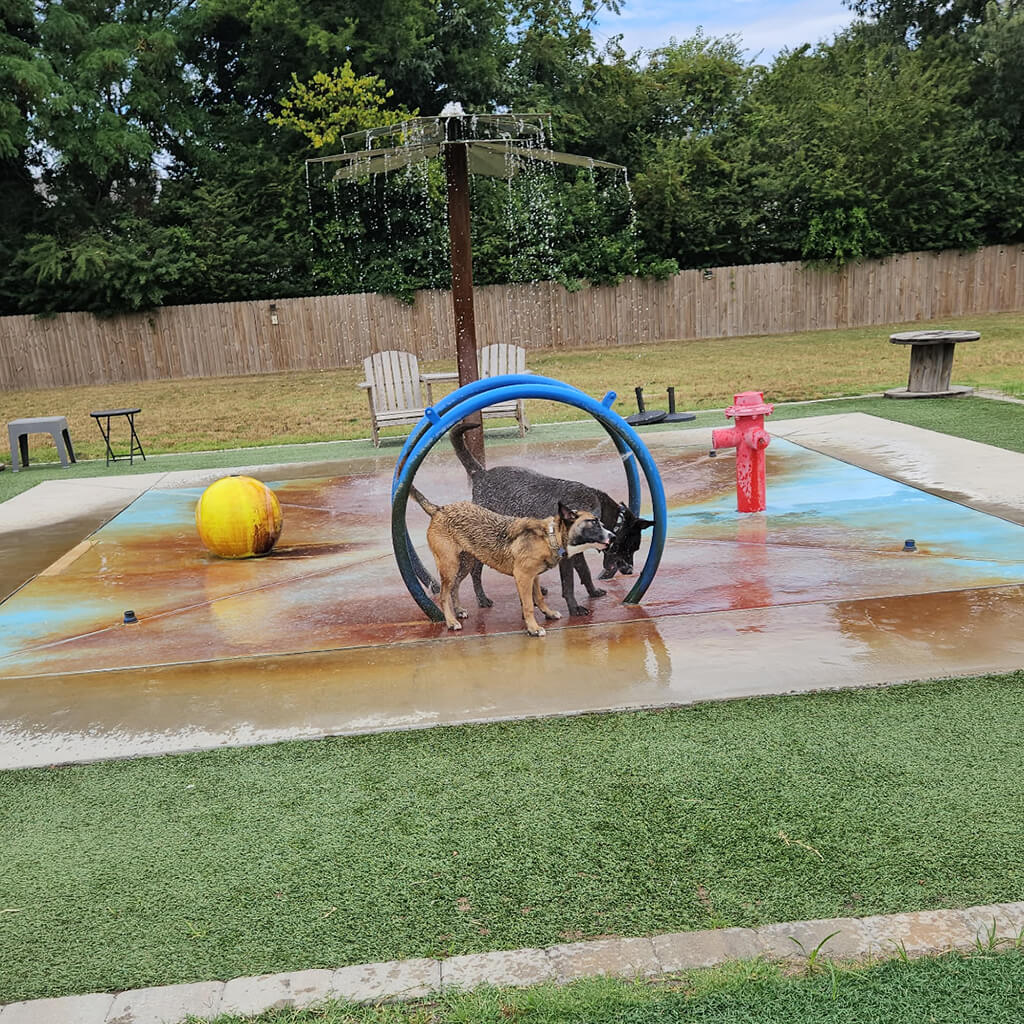Two dogs are playing with the water on the old splash pad.