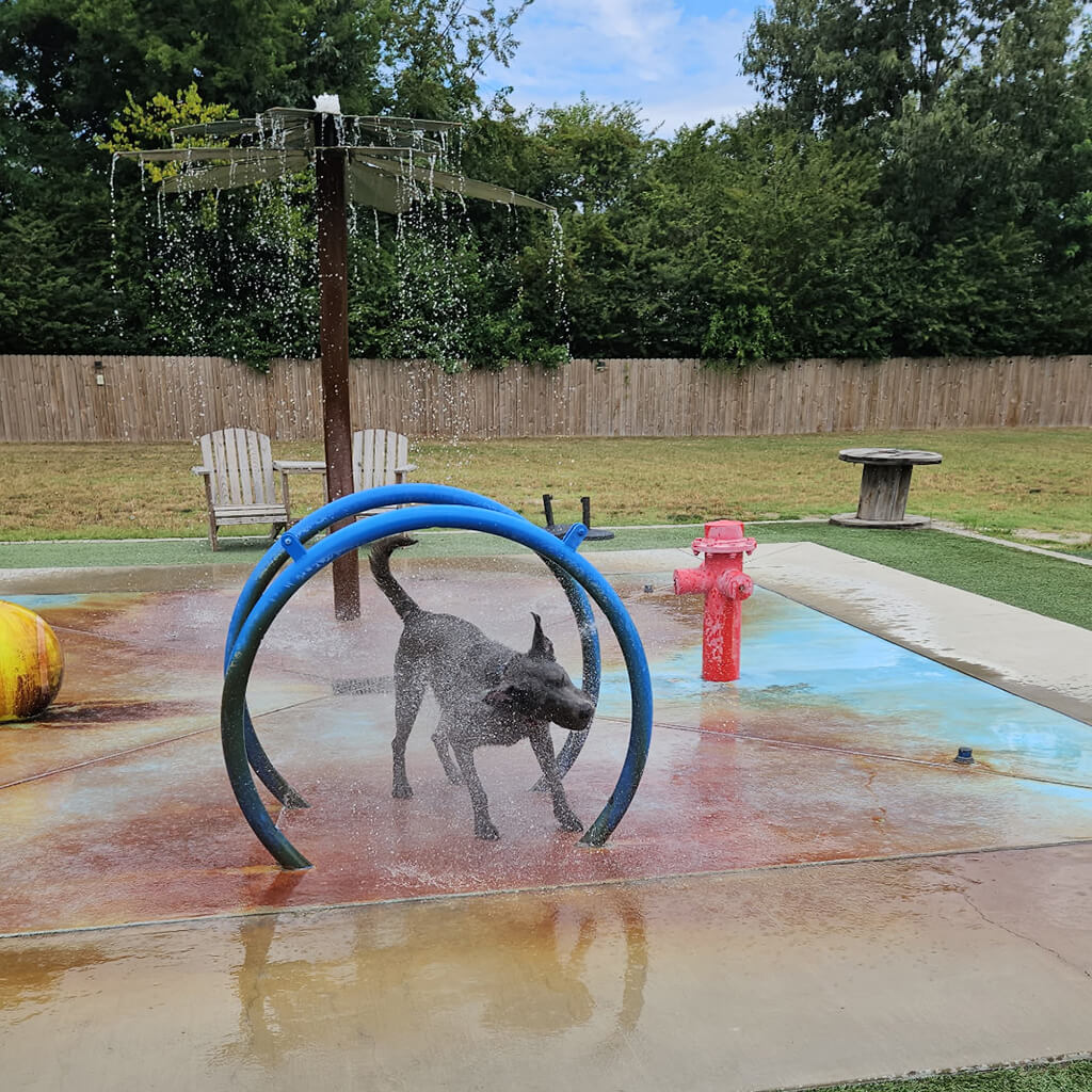 The black dog is playing with the water on the old splash pad.