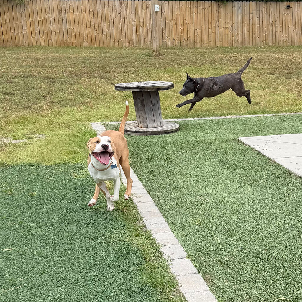 Two dogs are playing chase in the yard.