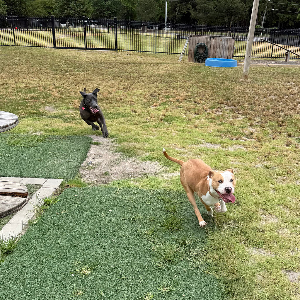 Two dogs are playing chase in the yard.