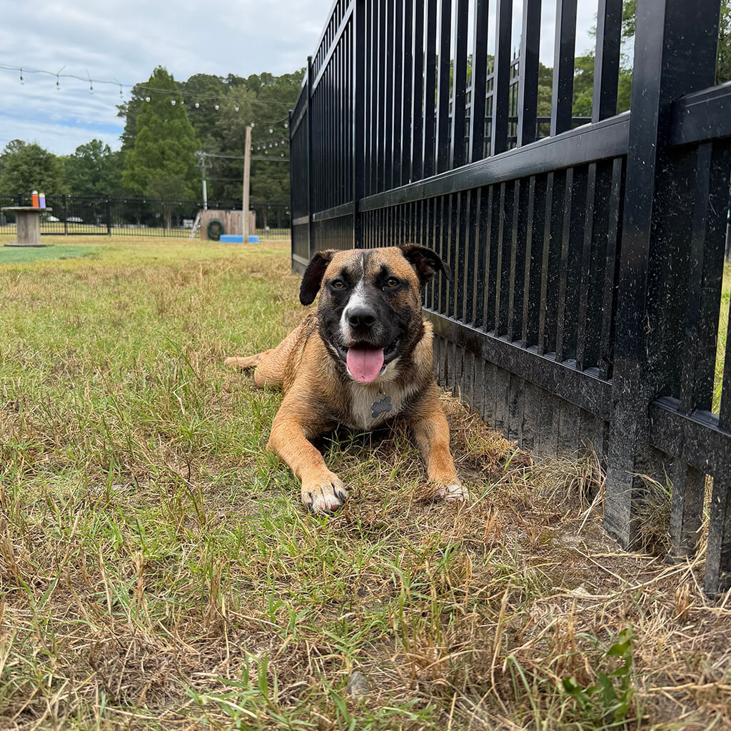 Brown dog is resting next to the fence in the yard.