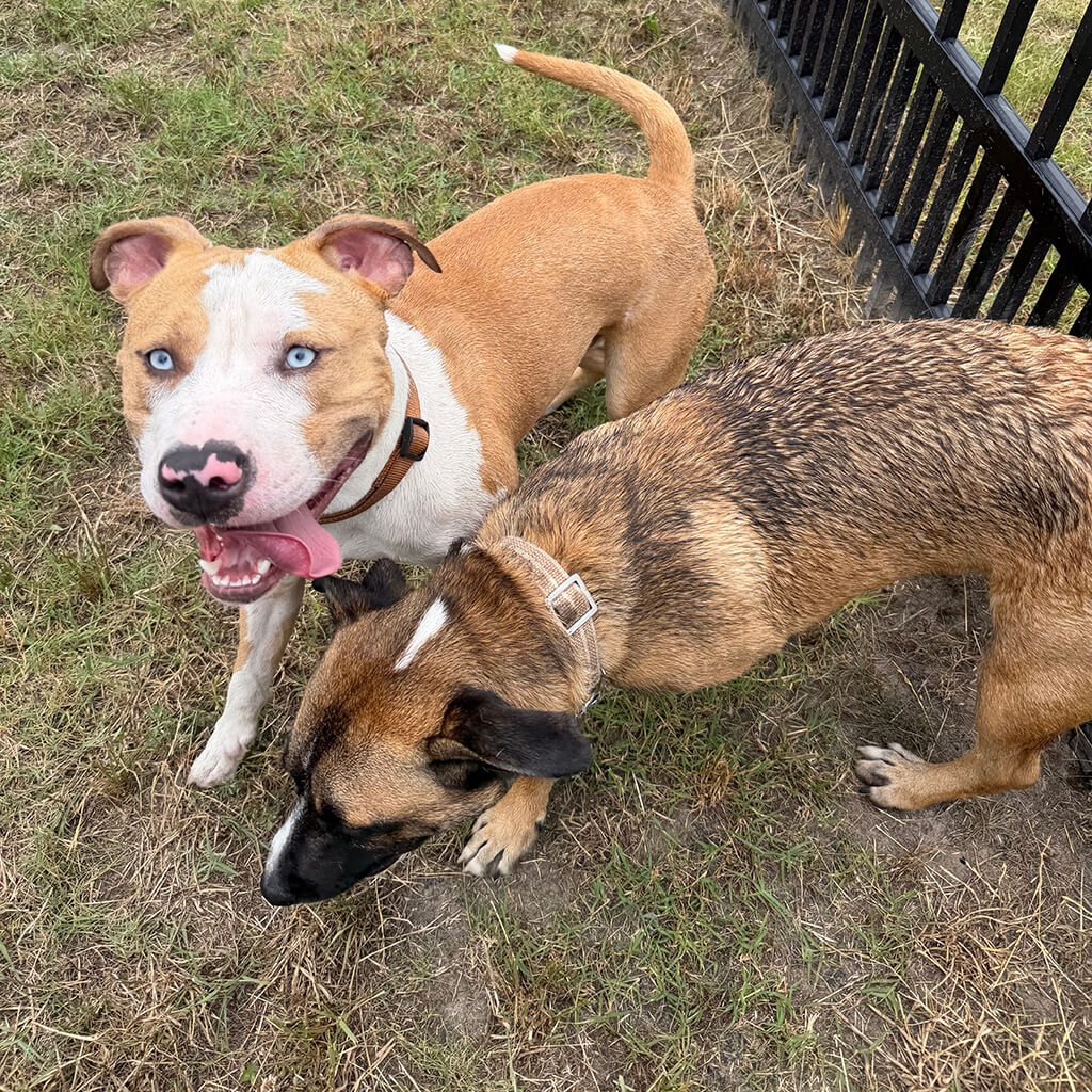 Two dogs playing in the yard.