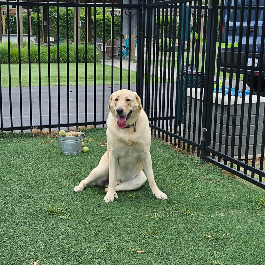 Bingo is resting after playing catch near the fence