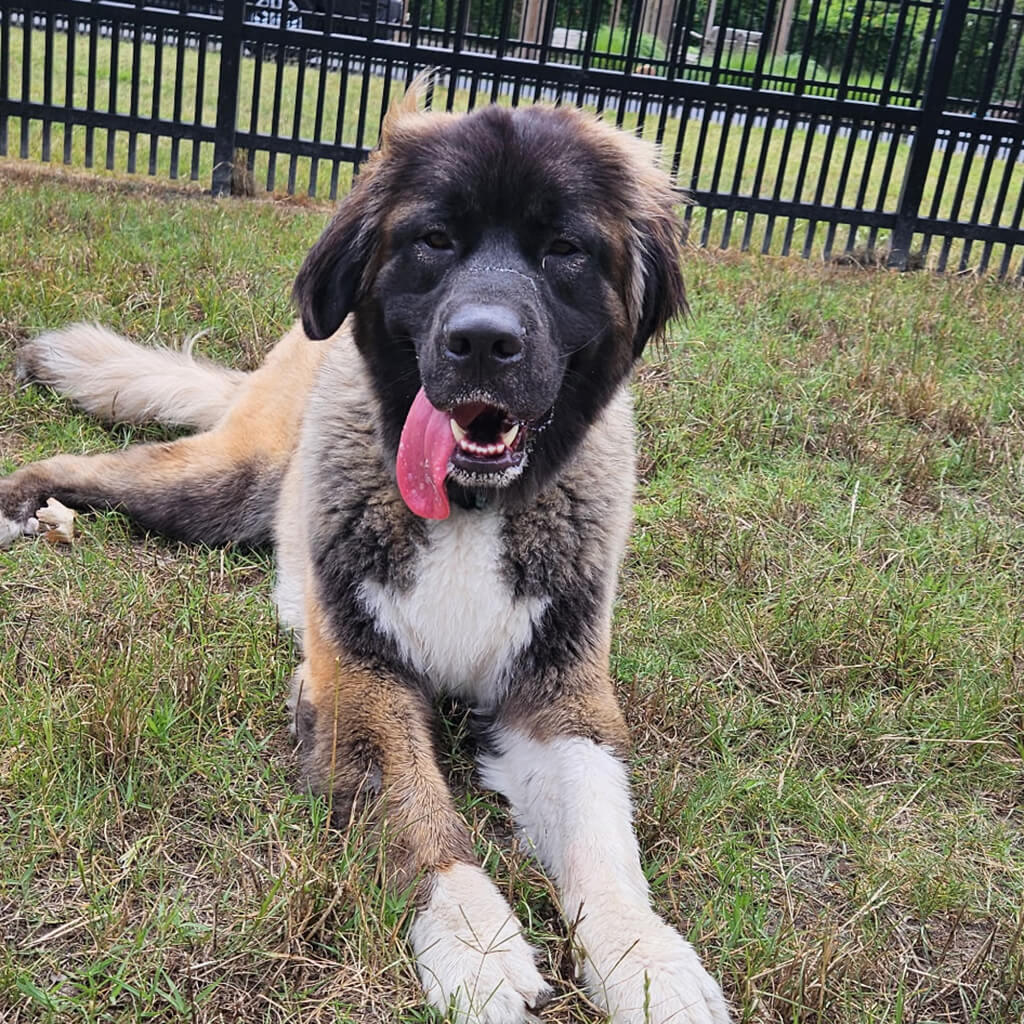 Teddy relaxing in the yard on a hot day
