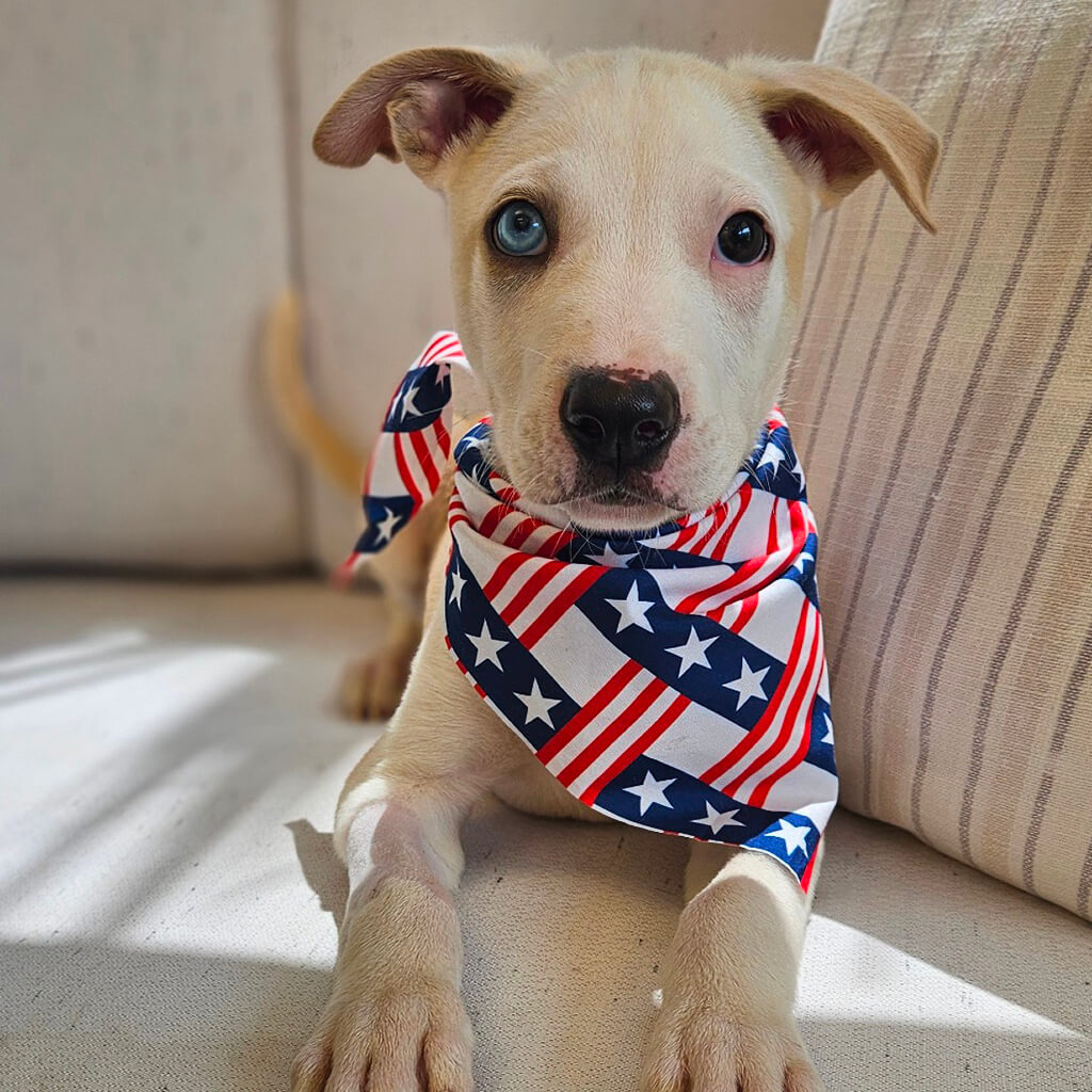 June 2026 adoption of Nugget