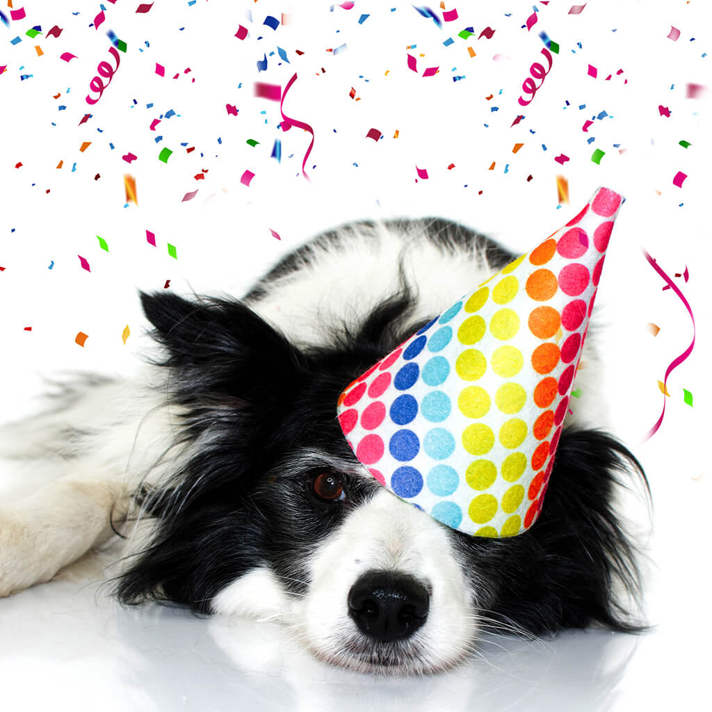 Dog with a party hat on surrounded by confetti.